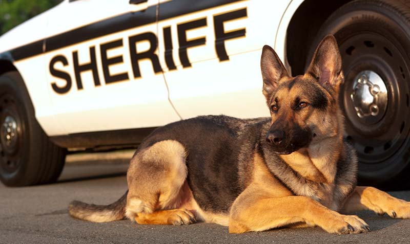 Police K-9 Insert and System Installation